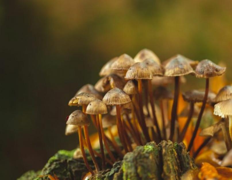 A legérdekesebb tények a gombákról.  A világ érdekes gombái.  50 érdekesség a gombáról