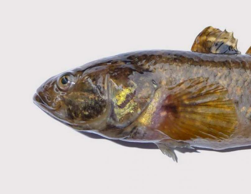 Амурский ротан: секреты удачной рыбалки и приготовления вкусных блюд. Что это за рыба ротан и как ее ловить? Откуда взялась рыба ротан