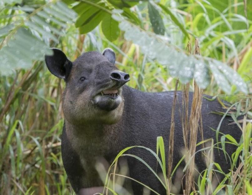 Hol élnek tapírok Dél-Amerikában.  Növényevő Tapir: leírás, hol él, hogyan néz ki, fotó, videó.  A tapírok fajtái: lapos, hegyi, gombóc.  Társadalmi struktúra és reprodukció