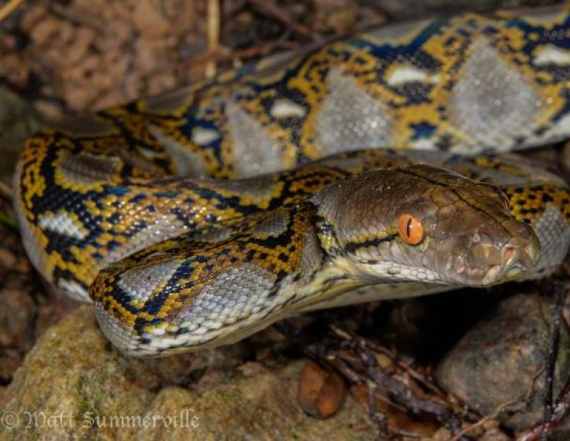 A bolygó legveszélyesebb kígyói.  A bolygó legveszélyesebb kígyója: értékelés, jellemzők és érdekes tények