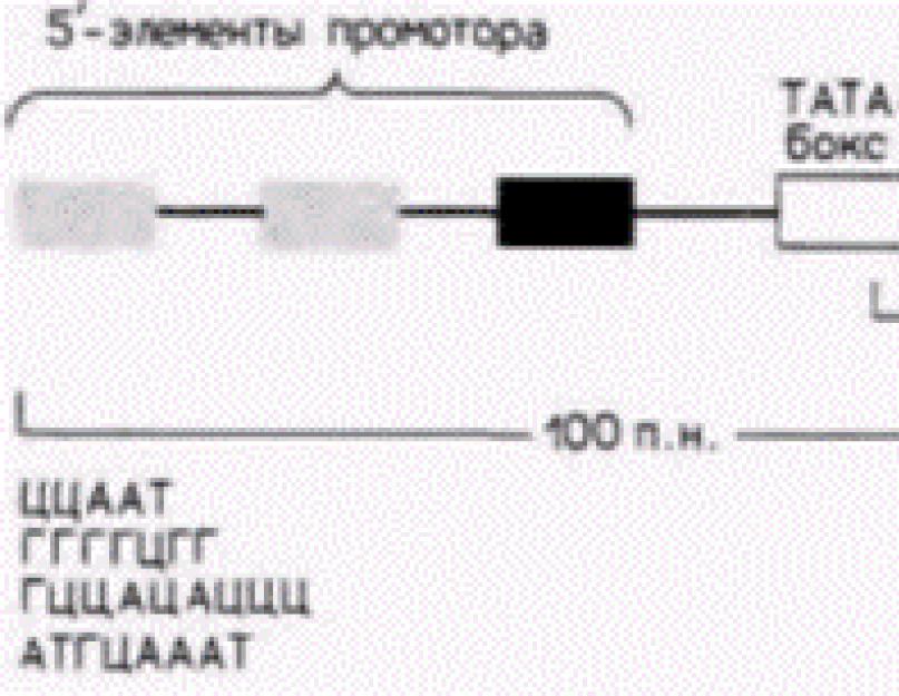 Operonas ir transkripcija kaip transkripcijos vienetai.  Rėmėjas.  Operatorius.  Terminatorius.  Represorius.  Induktorius.  Jų savybės ir funkcijos.  Klausimas.  Kas yra promotorius genų srityje, jo funkcija Kas yra promotorius biologijos apibrėžime