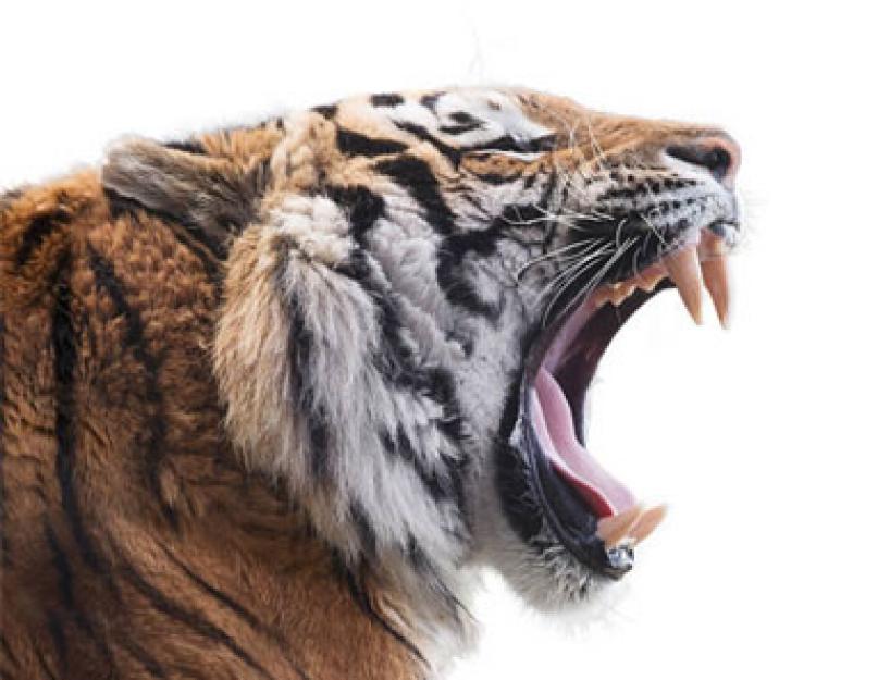 День защиты тигров. Международный день тигра. День тигра в России