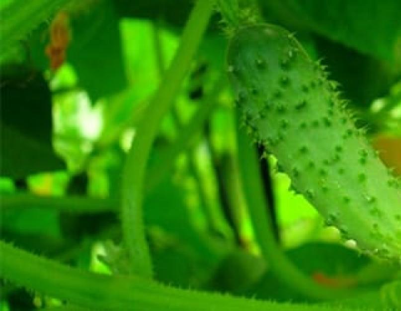 Kodėl svajojama apie šviežius agurkus.  Svajonių aiškinimas: kodėl svajoja agurkai.  Sapne pamatyti žalius agurkus.  Daug agurkų sapne