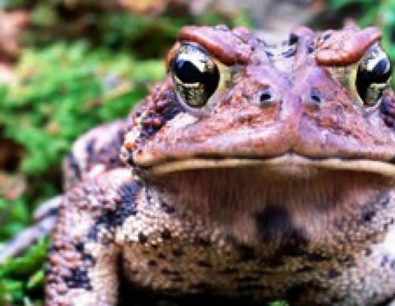 В чем сходство и различия лягушки и жабы. Сравнение, чем лягушка отличается от жабы и что между ними общего. Сходства и различия жабы и лягушки Различия лягушки и жабы 2