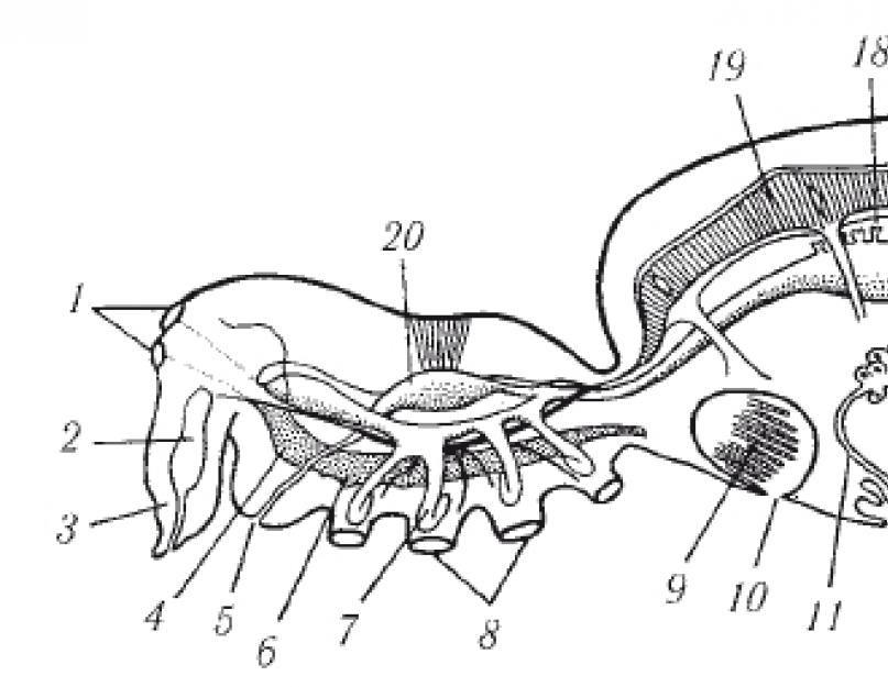 Légzőrendszer pókféléknél.  Arachnids osztály.  Az osztály általános jellemzői.  Változatos pókfélék