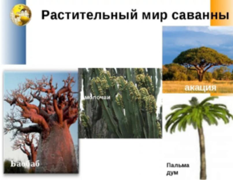 Savanos flora.  Tipiški Afrikos savanos augalai: nuotraukos, augmenijos nuotraukos.  Kur yra savanos