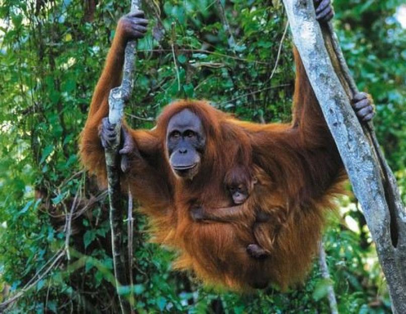 Az orangutánok társadalmi szervezete az.  Majom orangután - fotó orangután - nagy majom orangután.  Mit esznek ezek a majmok?
