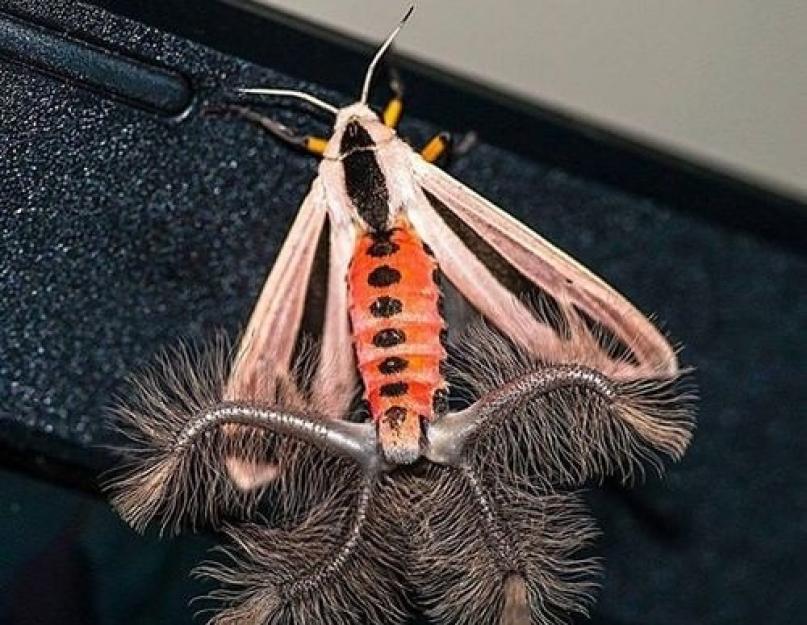 Lady Bear Butterfly - vasaros stebuklas prie upelio.  Meškiukų laikas Amerikos baltoji meška