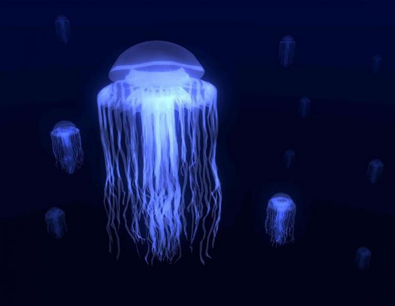 Melyek a medúza fajtái?  A tengeri és édesvízi medúza főbb fajtái.  A medúza leírása, szaporodása, fajtái és jelentősége Tengeri medúza