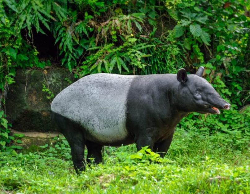 A tapírok fajtái.  Síkság vagy dél-amerikai tapír