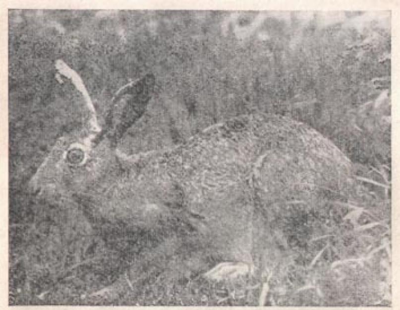 Отличается заяц беляк. Виды зайцев и особенности их биологии. Скрещивание зайца и кролика