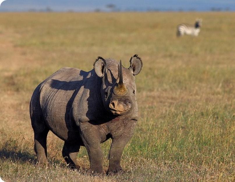 أكبر وحيد القرن.  وحيد القرن - وحيد القرن عملاق البصر: الوصف ، الهيكل ، الخصائص.  كيف يبدو وحيد القرن