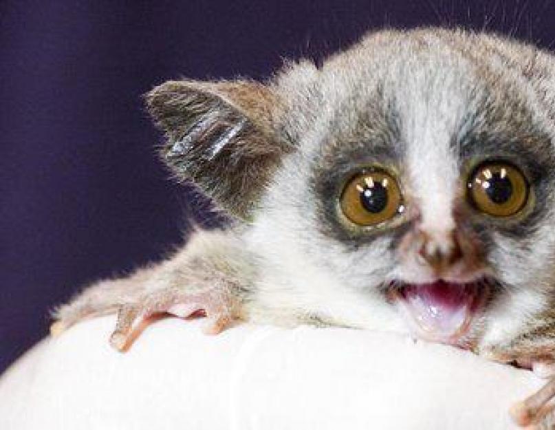 Kodėl lemūras turi dideles akis?  Lemur Lori gyvūnas.  Lemūro Lori gyvenimo būdas ir buveinė