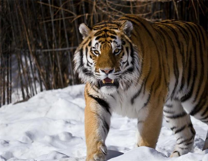 Amur (ussuri) tigris.  Információ az amuri tigrisről