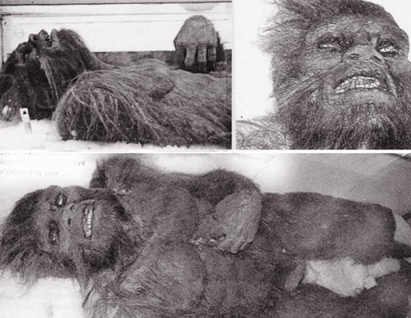Kako se zove snjegović.  Postoji li Bigfoot, koje su činjenice i dokazi o njegovom postojanju?  Istorija Bigfoot-a na farmi Michelin