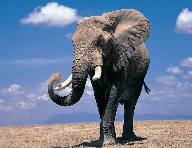Слоны — единственные животные, у которых есть ритуал захоронения. Слоновьи похороны умилили ученых Ритуал погребения у слонов