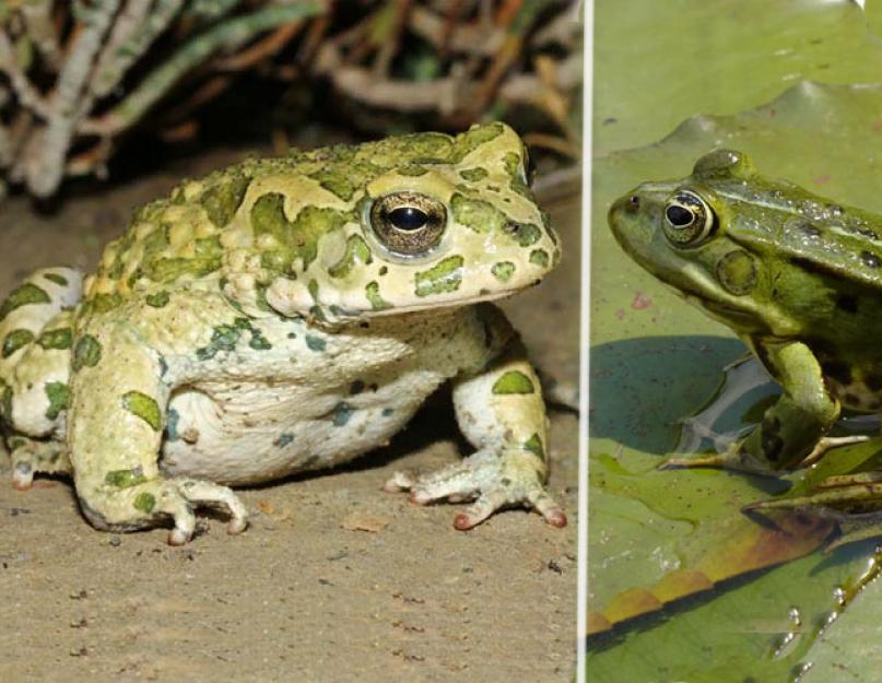 Сходства и различия жабы и лягушки. В чем сходство и различия лягушки и жабы. Сравнение, чем лягушка отличается от жабы и что между ними общего Чем лягушка отличается и похожи от жабы