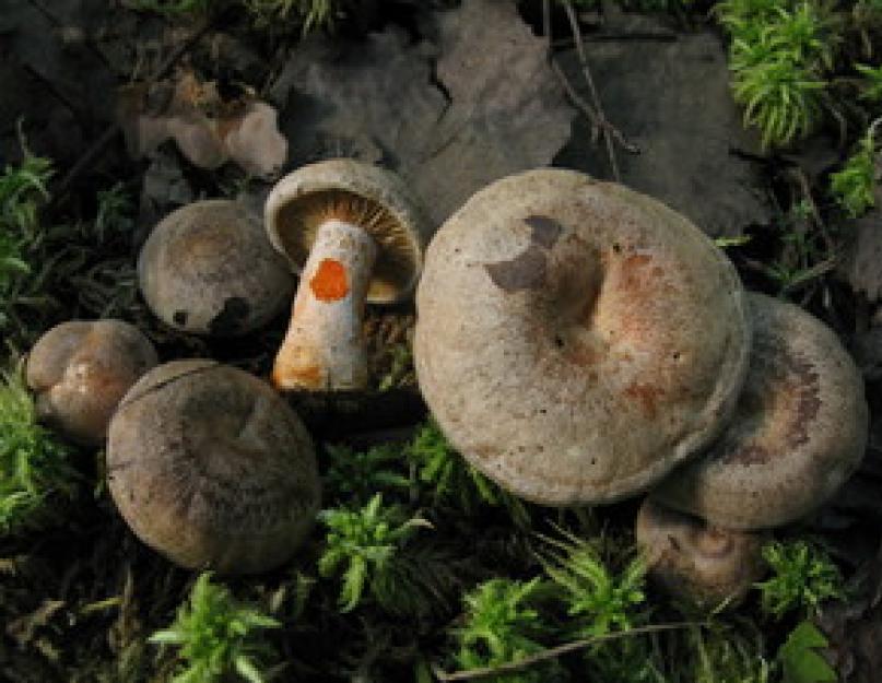 Секреты выращивания грибов в домашних условиях. Рыжики - технология выращивания и ухода