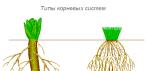 Какой участок корня осуществляет всасывание водного раствора из почвы?