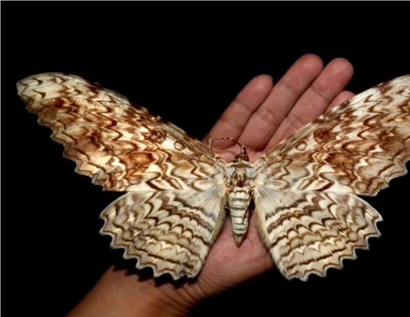 Atlas - самая большая бабочка в мире. Какая самая большая бабочка в мире? Самая большая дневная бабочка в мире
