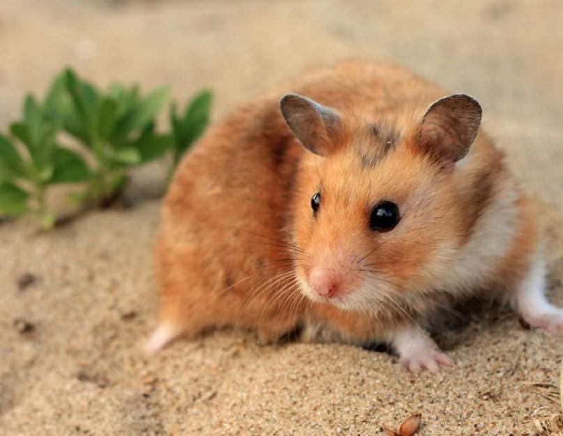 Animal hamster.  Stilul de viață, habitatul și îngrijirea unui hamster.  Hamster de câmp - de ce apare dăunătorul și cum să scapi de el Casa hamsterului în natură