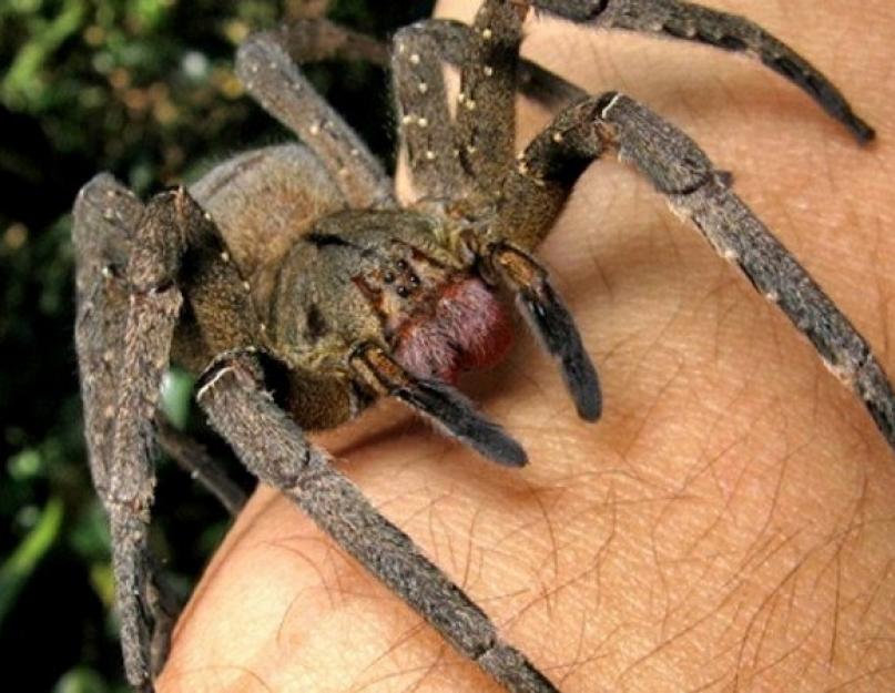 Бразильский странствующий паук банановый. Мучительную смерть от эрекции вызывает бразильский блуждающий паук. Смертоносность, достойная рекорда