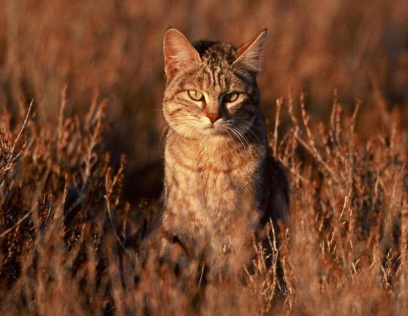 Koje životinje žive u savani.  Životinje afričke savane.  Insekti i pauci