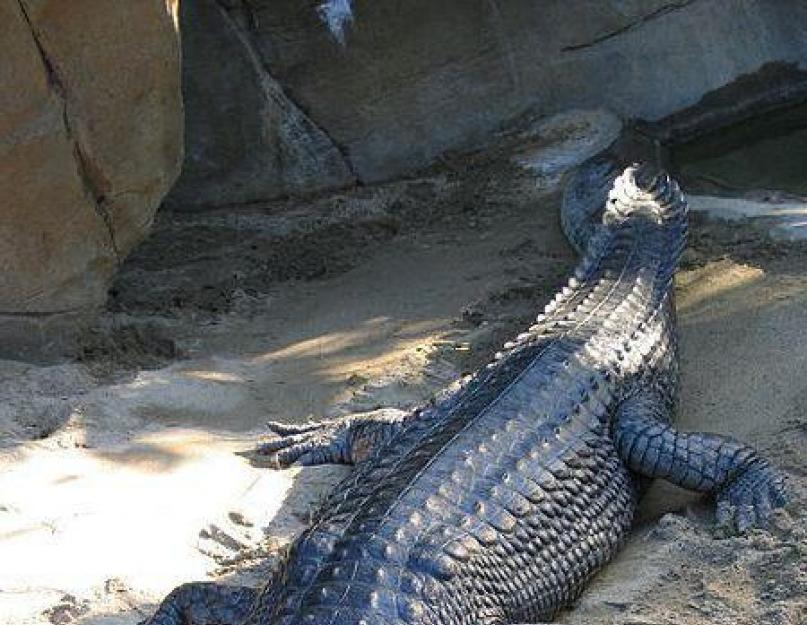 Az állatbarátaim gharial krokodilok.  Gharial krokodil (Pseudogavial, False gharial; Tomistoma schlegelii) – n. Gangetikus gharial és ember