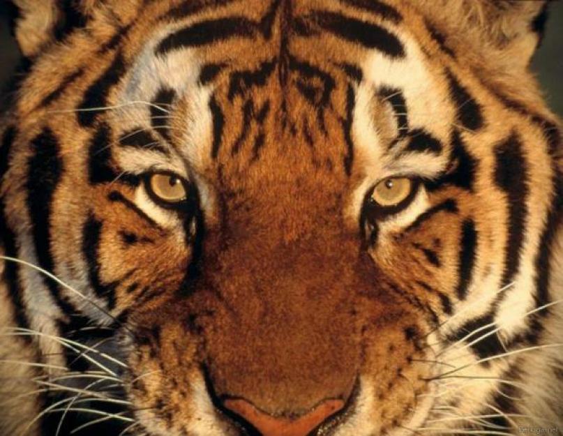A tigrisek olyan rossz macskák.  Nagymacskák a művészetben – tigrisek A tigrisek úsznak