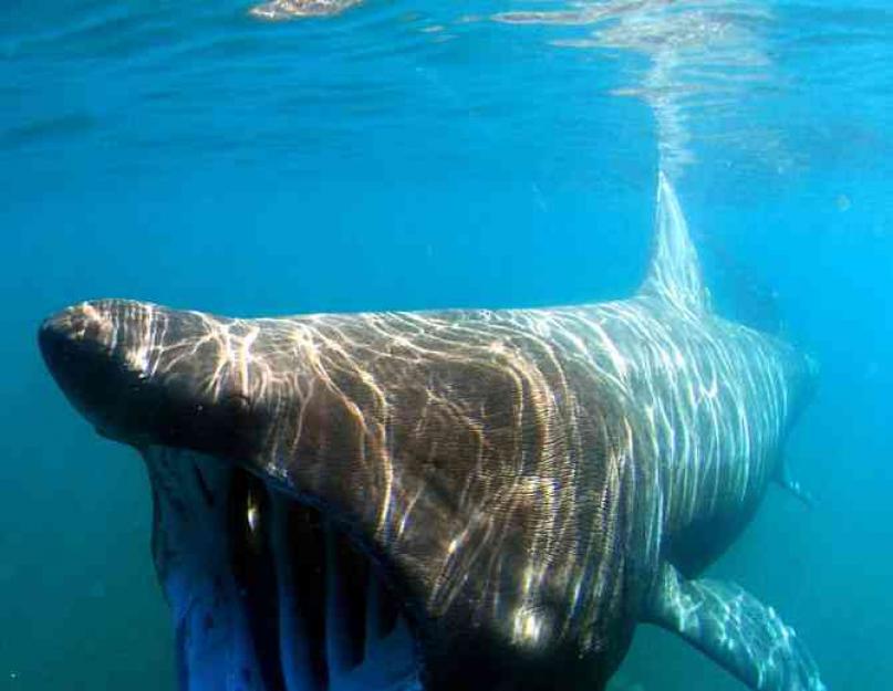 Внешний вид белой акулы. Полет большой белой акулы. Потрясающие фото. Белые акулы в Средиземном море