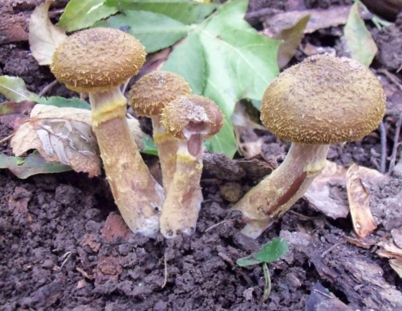 Опята летние: описание и места произрастания грибов. Что такое летние опята