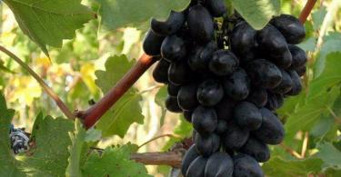 Recipe for wine from raisin grapes