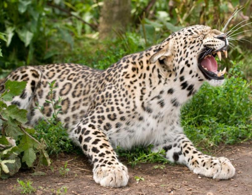 Выпущенные в кавказский заповедник леопарды начали осваивать территорию. Второе пришествие леопардов на кавказ Леопард на кавказе