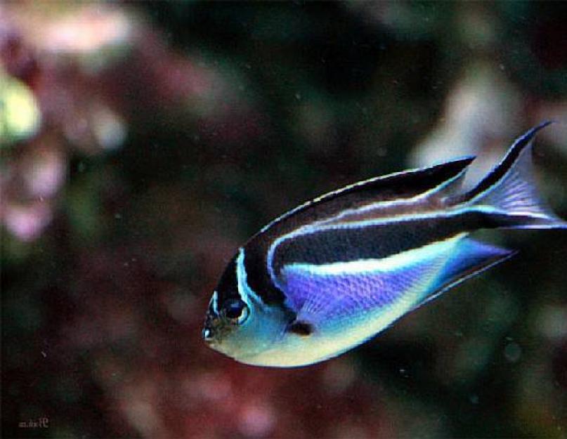 Самые интересные рыбы мира. Редкие рыбы в морских глубинах (10 фото)