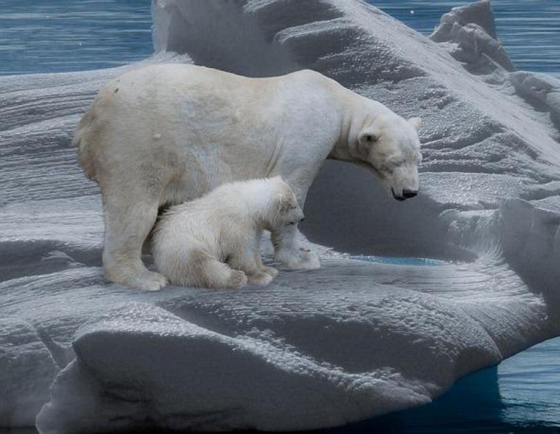 موطن الدب القطبي.  أين تعيش الدببة القطبية؟  ملك القطب الشمالي - الدب القطبي ما تحب الدببة القطبية أن تفعله