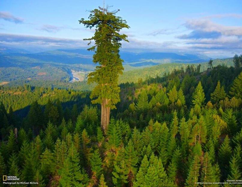 النباتات أبطال.  عالم العمالقة.  سيكويا - أطول شجرة في العالم
