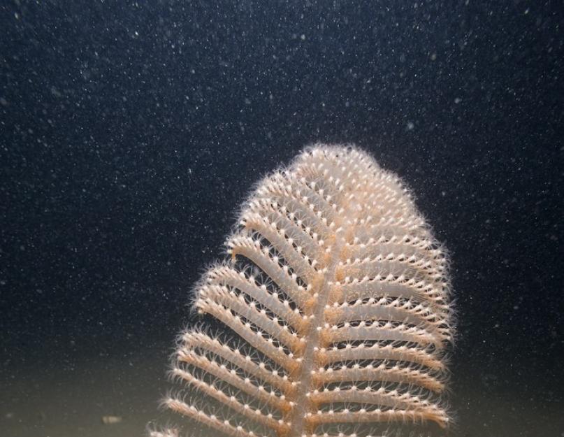 A legszokatlanabb világító tengeri állatok.  Mik azok az izzó állatok?  Fényt kibocsátó állatok