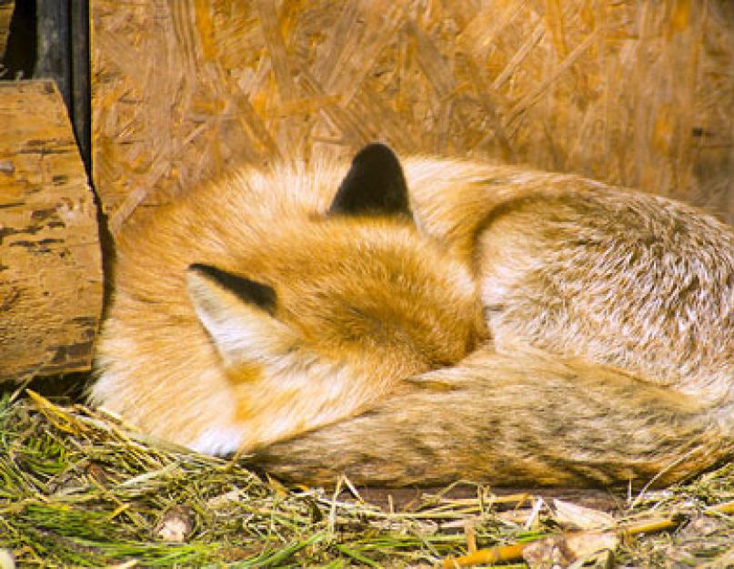 Рыжая лиса во сне. Сон лисы. Во сне лиса приснилась. К чему снятся лисы. К чему снится Лисенок.