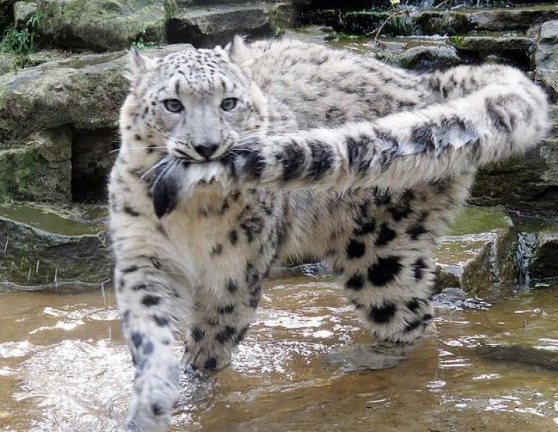 Ką mes žinome apie snieginį leopardą?  Įdomūs faktai apie snieginius leopardus.  Sniego leopardo savybės ir buveinė