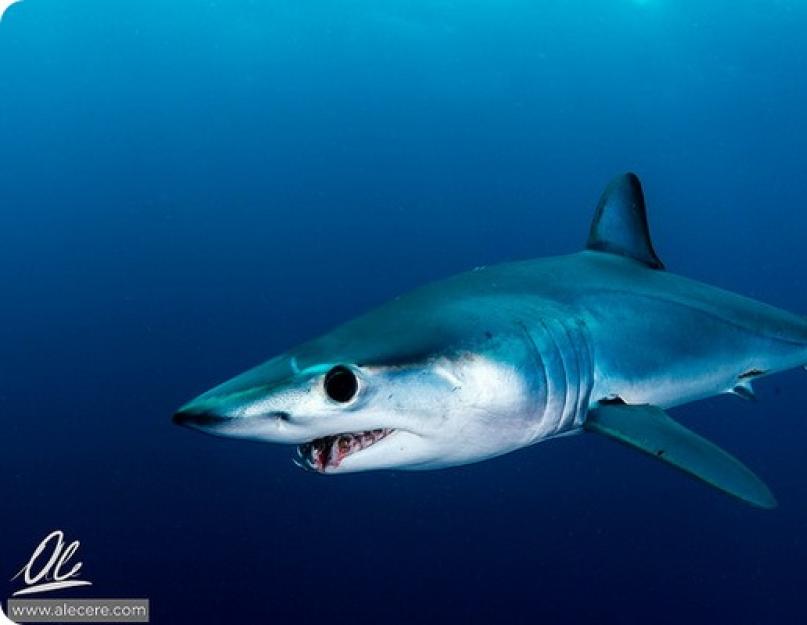 Mako ryklys yra greičiausias ryklys pasaulyje.  Mako ryklys arba pilkai mėlynasis ryklys (lot. Isurus oxyrinchus) Mako ryklys puola žmones