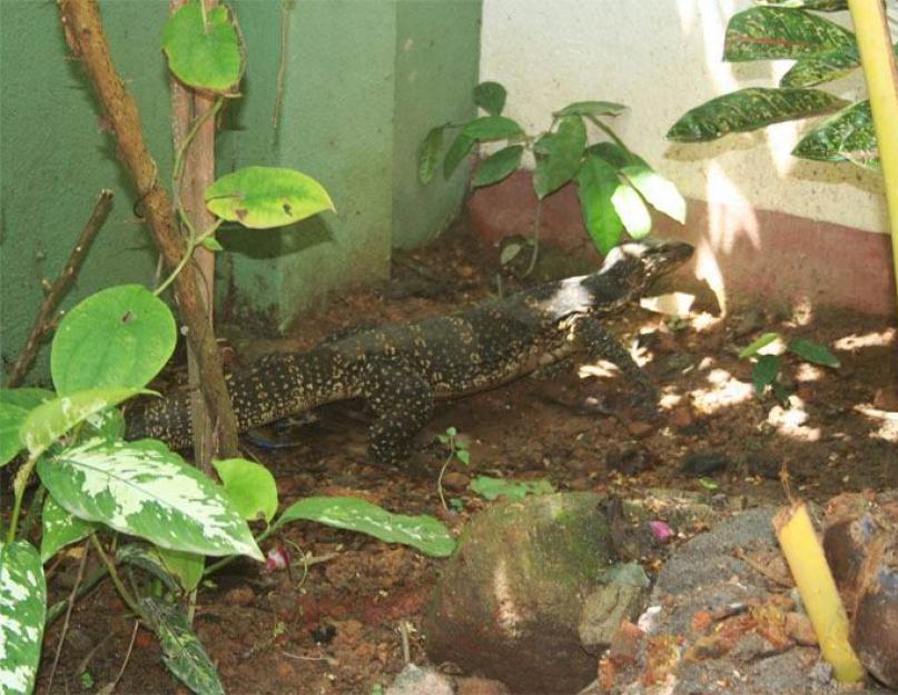 Шри-Ланка: уникальный животный мир. Опасные насекомые шри-ланки Вараны на шри ланке опасны
