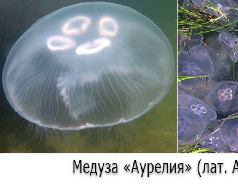 Az év medúzája csípte, mit tegyek.  Megcsípett a medúza: mit lehet és mit nem lehet kategorikusan csinálni.  A világ legveszélyesebb és legmérgezőbb medúzája