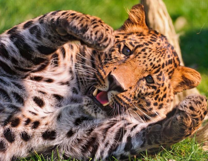 Леопард, ягуар, барс пантера… Есть ли разница? Чем отличается гепард от леопарда