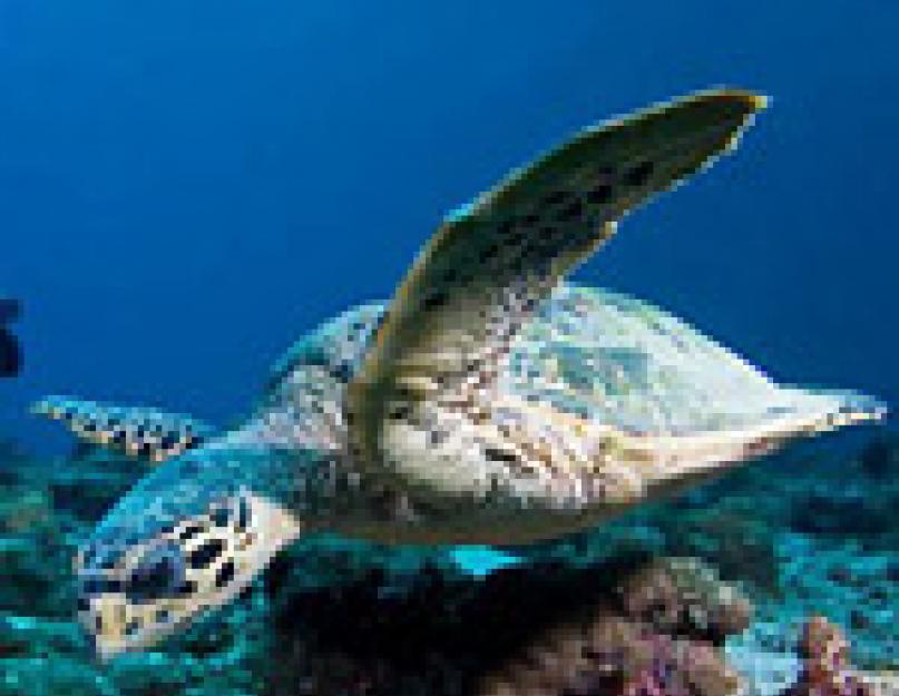 رسالة قصيرة عن الحياة البحرية.  حيوانات بحرية غير عادية (17 صورة)
