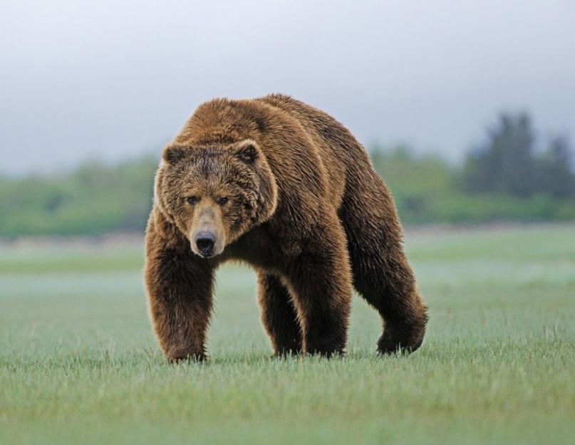 سلالات الدببة بالصور والأسماء.  أكبر الدببة في العالم