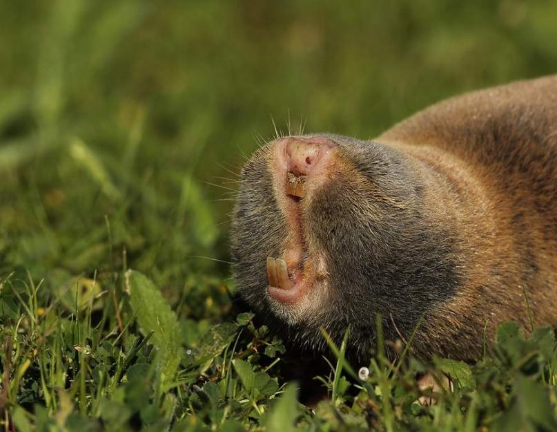 فأر الخلد الصغير عبارة عن زبابة في معطف فرو جميل.  فأر الخلد المشترك: الوصف والصورة