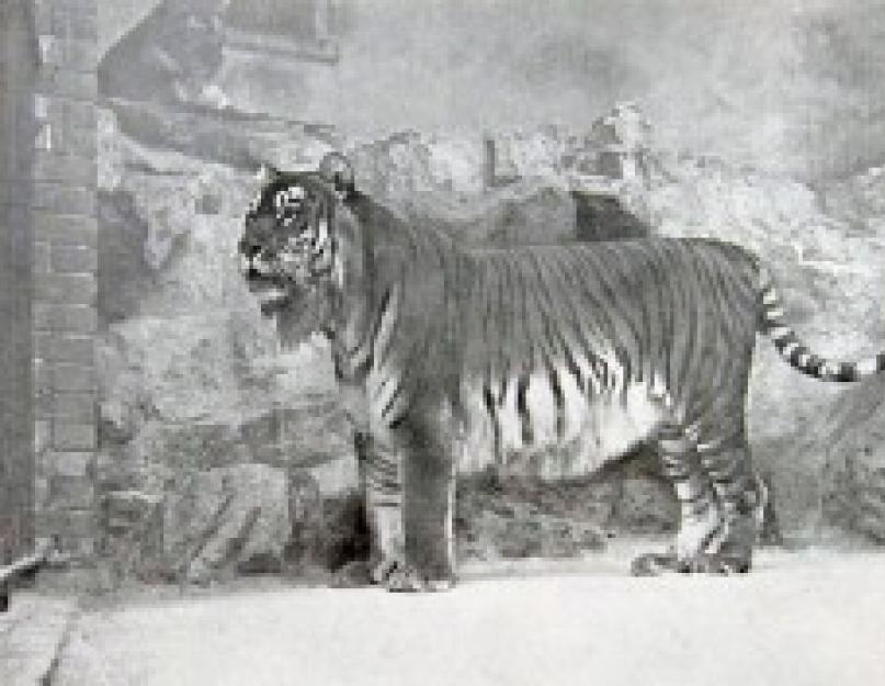 Тасманский тигр. Тасманийский тигр