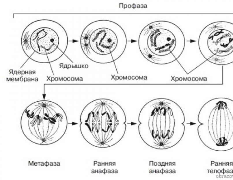 مجموعة من الكروموسومات للخلايا الوليدة في الانقسام الاختزالي.  تكوين الخلايا الوليدة نتيجة الانقسام والانقسام الاختزالي.  الأسئلة بعد § 30
