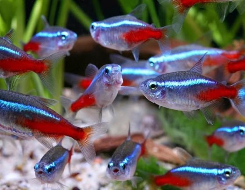 كيفية تربية أسماك النيون في حوض السمك.  استنساخ النيون كيف نفهم أن النيون حامل