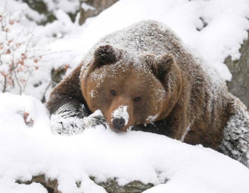 Почему медведь впадает в спячку? Как медведь готовится к зиме? Медведь в дикой природе Медведь зимой спит или нет
